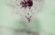 Dreamy image of dandelion seeds falling down - soft focus