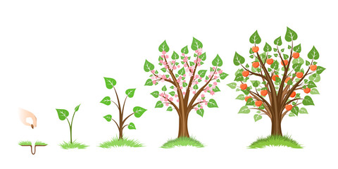 apple tree growth
