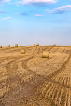 Hay Bales On The Field After Harvest
