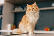 Ginger big cat sitting on a white kitchen table and looking arou