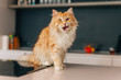 Ginger big cat sitting on a white kitchen table and looking arou