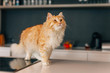 Ginger big cat walking on a white kitchen table.