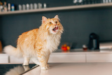 Ginger Big Cat Walking On A White Kitchen Table.