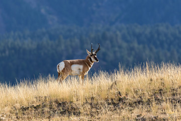 Poster - Pronghorn Antelope Buck