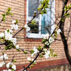 Canvas Print - twigs of flowering black cherry and country house