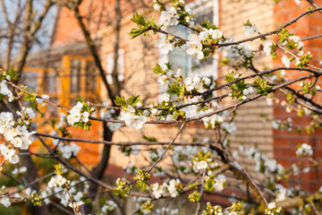 Canvas Print - twigs of cherry on backyard in spring evening