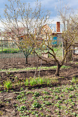 Wall Mural - vegetable garden and cherry trees in country