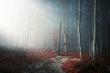 Sticker - Light through the trees in foggy forest