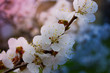blossoming branch close-up, flowers on the branches of a tree ch