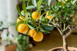 citrus trees / little orange tree in a pot