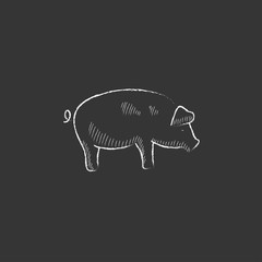 Wall Mural - Pig. Drawn in chalk icon.