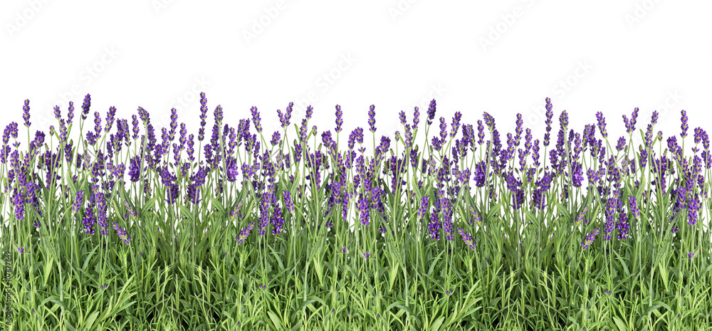 Lavender flowers. Fresh lavender plants isolated on white - obrazy, fototapety, plakaty 