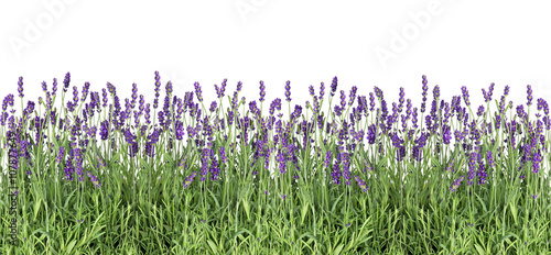 Fototapeta na wymiar Lavender flowers. Fresh lavender plants isolated on white