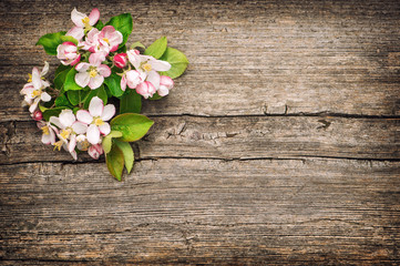 Wall Mural - Blossoms apple tree flowers vintage toned