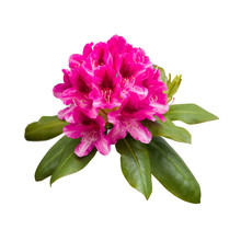 Pink Rhododendron Flowers