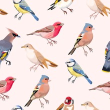 Colorful Songbirds Seamless