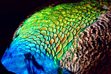  peacock and feathers blurred background