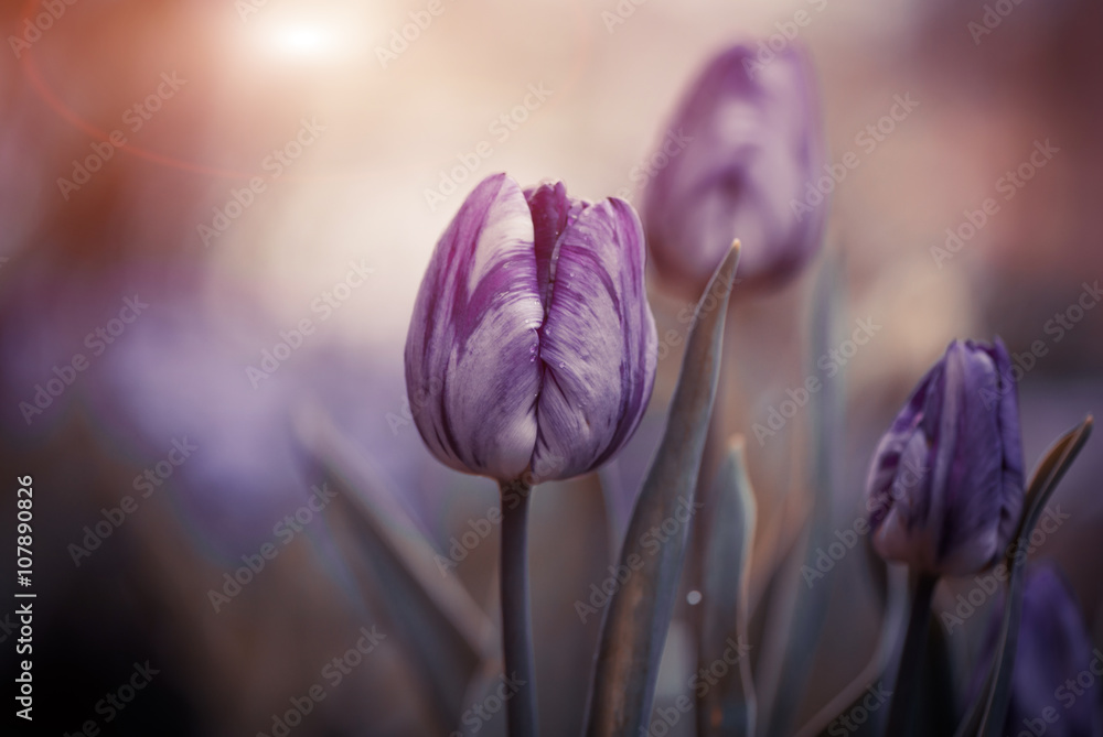 spring sunset purple tulips closeup - obrazy, fototapety, plakaty 