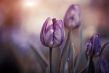 spring sunset purple tulips closeup