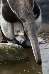 Sticker - Giant anteater (Myrmecophaga tridactyla).