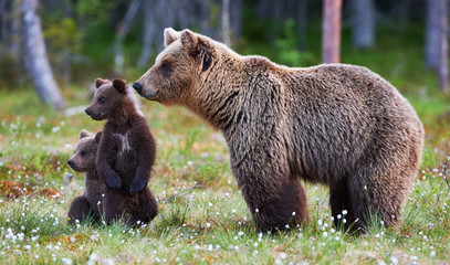 Wall Mural - mother bear and cubs