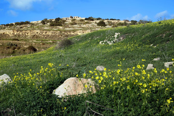 Malta, spring with yellow flowers and blue sky and Fort Campbell