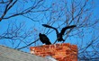Two black vultures sitting on an old chimney
