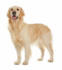 Wall Mural - Golden retriever, isolated on white