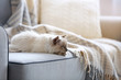 © Africa Studio - Color-point cat lying on a sofa in living room