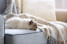 Color-point Cat Lying On A Sofa In Living Room