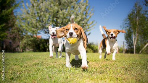 Fotografía Group of dogs playing in the park