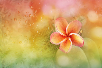 Wall Mural - Plumeria or frangipani flower with abstract blurred background r