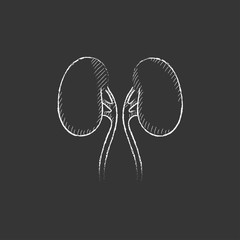 Poster - Kidney. Drawn in chalk icon.