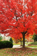 red autumn tree and apartment building