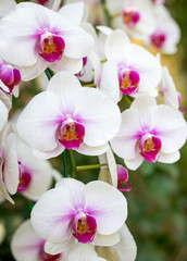 Wall Mural - White phalaenopsis orchid flower