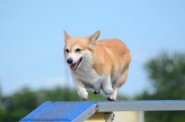 Sticker - Pembroke Welch Corgi at a Dog Agility Trial