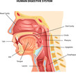 Illustration of Human Digestive System