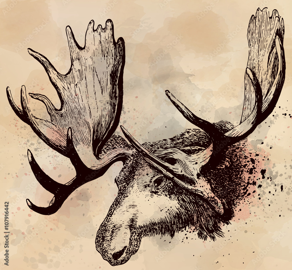 glowa-losia-na-scianie-ilustracja