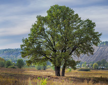 The Big Old Lonely Oak Tree On A  Meadow