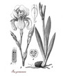 German iris ornamental plant with beautiful orchid-like flowers, botanical vintage engraving