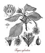 Common beech,botanical vintage engraving