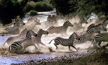 Sebrorna Rusar Upp Från Seronerafloden Innan Något Rovdjur Kommer Fram. . De är På Väg Till Masai Mara I Södra Kenya. .Foto:Jan Fleischmann. 46 501 191 09, 070-590 17 74
