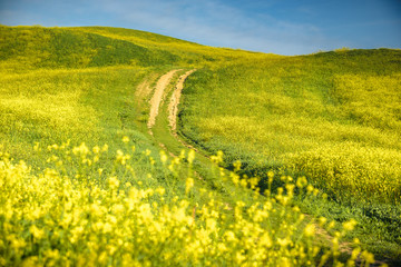 Spring landscape with yellow rape against the blue sky.