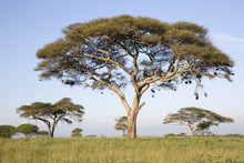 Acacia Tree In African Landscape
