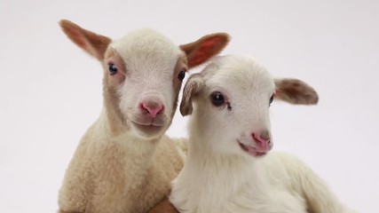 Canvas Print - two little sheep on a white background