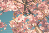 Sakura cherry blossom in japan