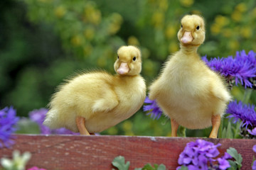 Two cute Ducklings together in flower garden