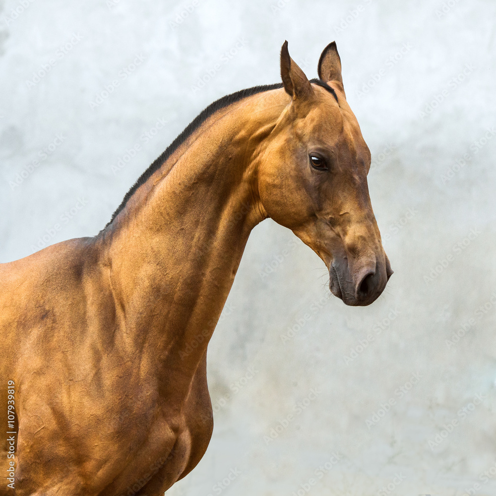Golden bay akhal-teke horse stallion on the grey wall background Stock  Photo | Adobe Stock, image size:1000x1000