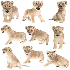 Sticker - baby lion (panthera leo) isolated