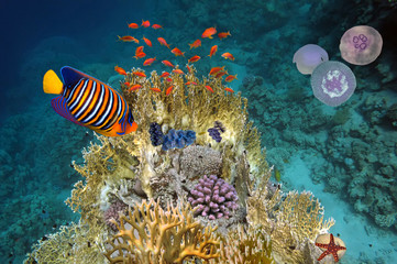 Wall Mural - Underwater scene, showing different colorful fishes swimming